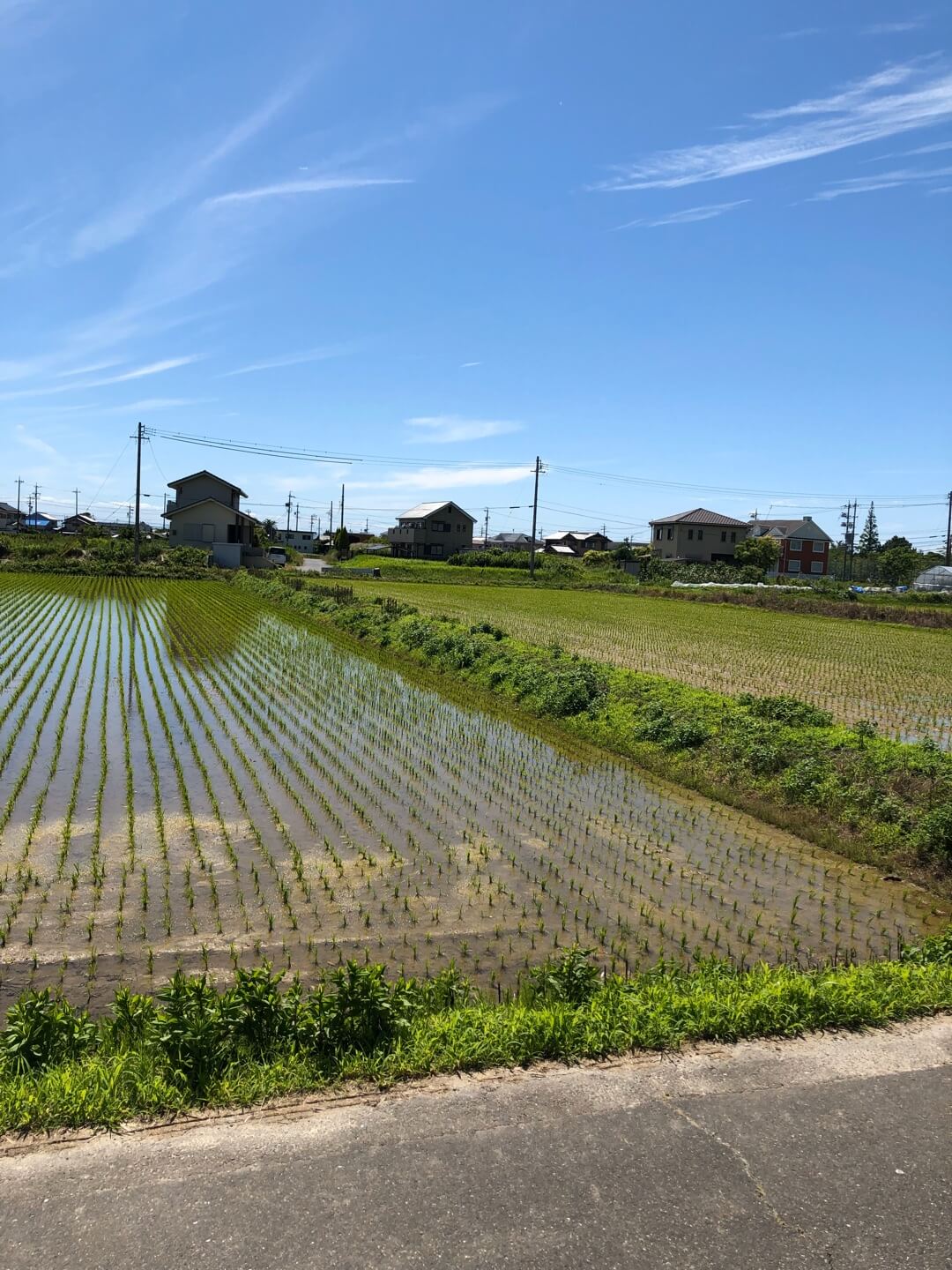 澤田酒造で栽培している酒米の田んぼ