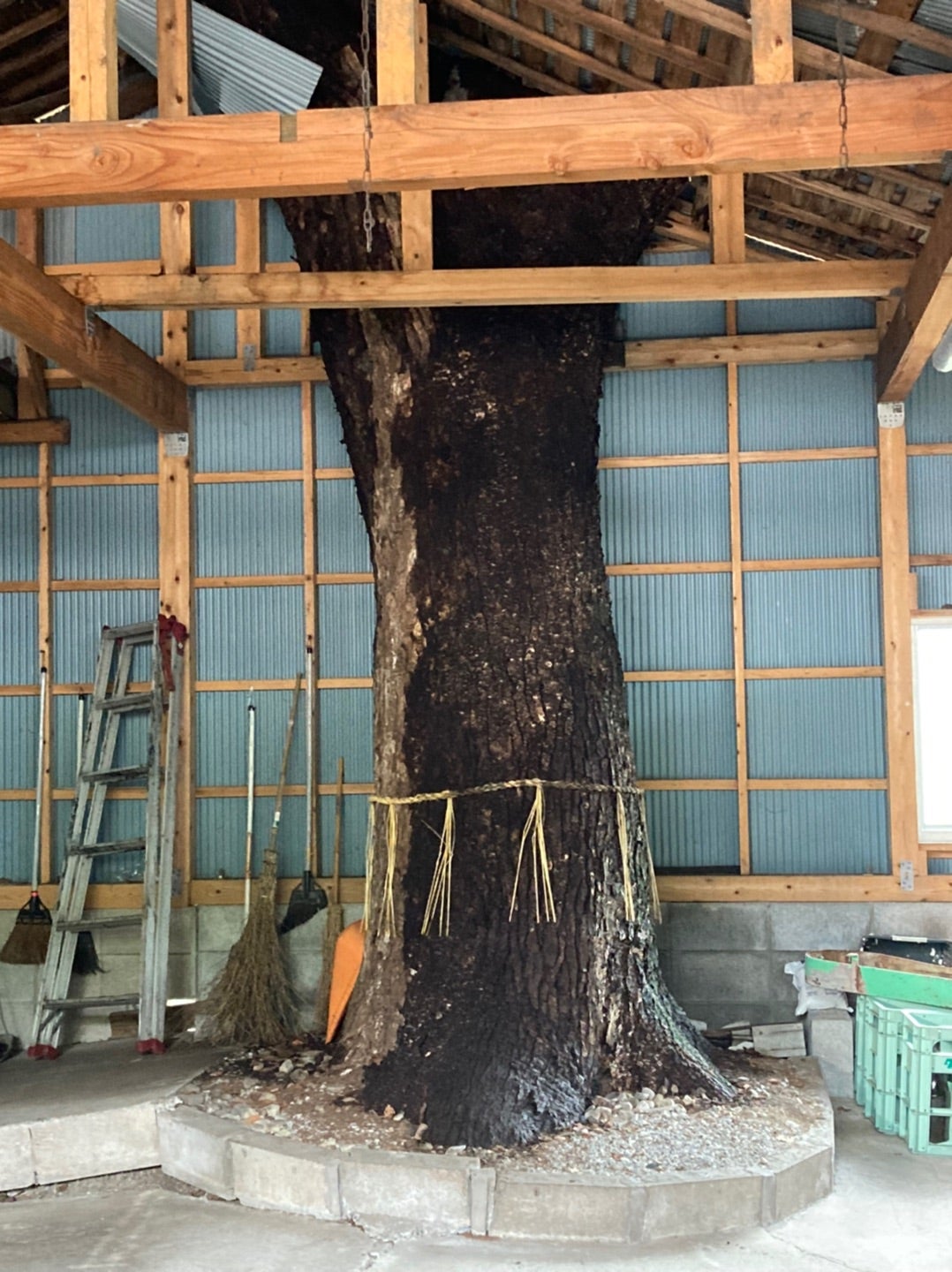 写真：蔵の中の柿の木