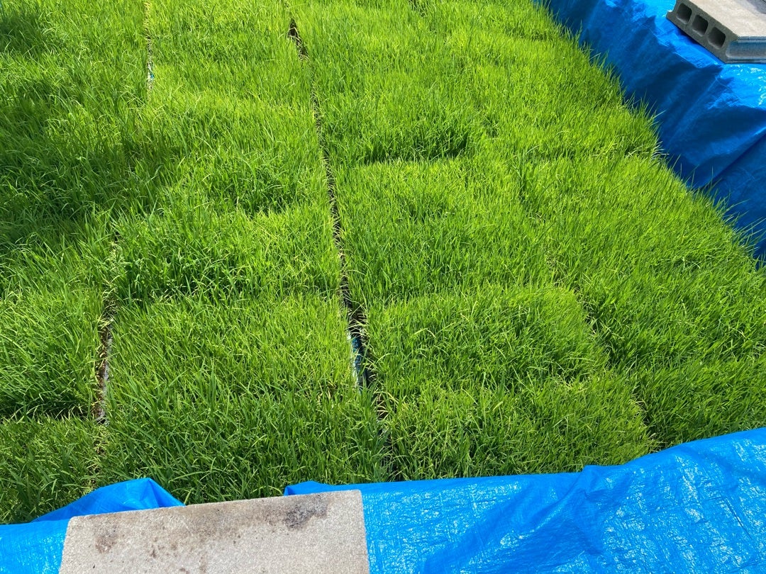 写真：田植えを待つ稲