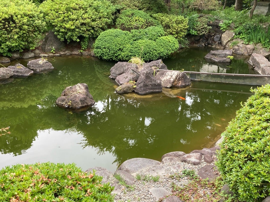 写真：池の中には珍しい魚もいるとか