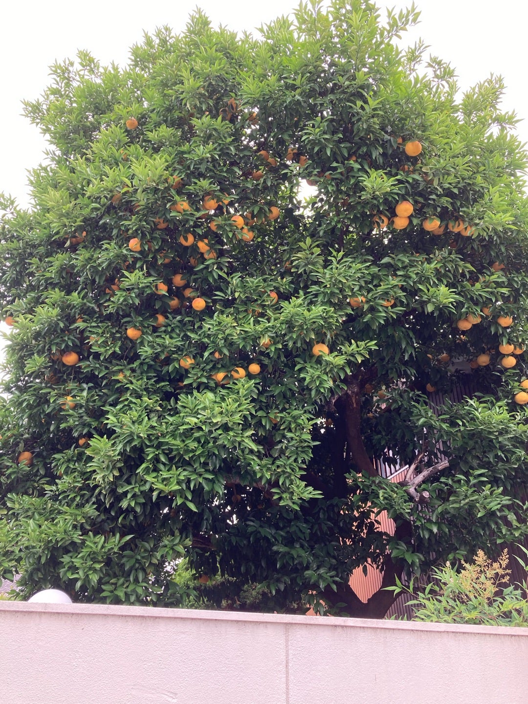 写真：謎の果実がわんさか実ってました